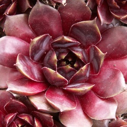 Sempervivum - Dachwurz - Hauswurz